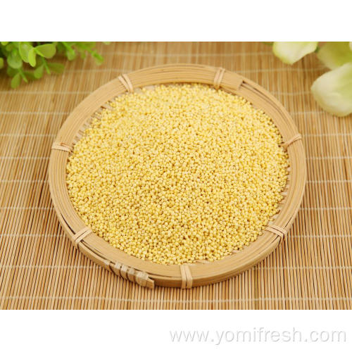 Proso Millet Seeds